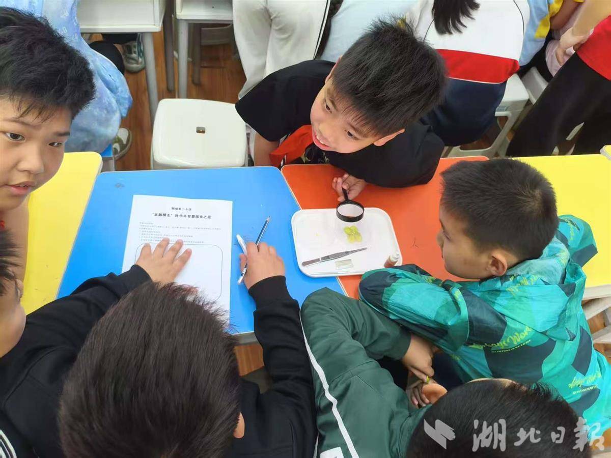 一颗小豌豆催生跨学科大课堂 青山校园创新实践“五育融合”新样本