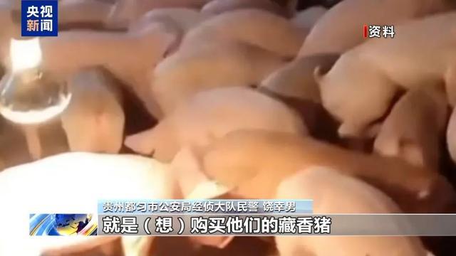 “云养猪”能挣钱，每月获返利稳赚不赔？警方揭秘——