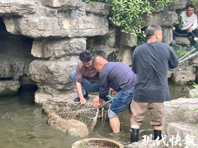 卡皮巴拉出逃40天，江苏一动物园发悬赏公告：3只集体“越狱”，霸总、躲躲已被抓