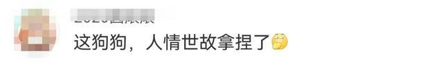 “你救了它的狗命，它爱上你了！”消防员被“戏精狗”疯狂抱腿亲亲