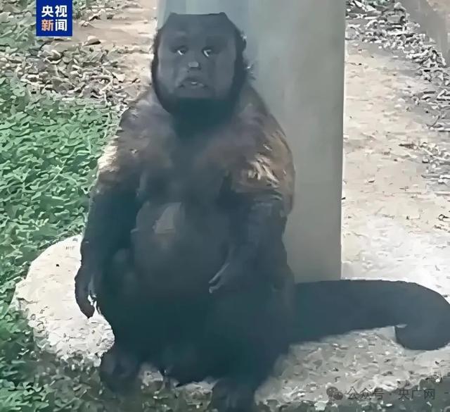 知名网红突发疾病离世！这个月刚火上热搜