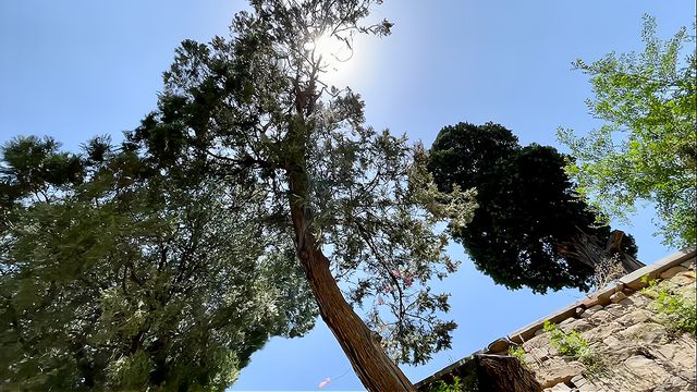 在场｜珍菌破题“一村一业”，淄博这个小山村是如何做到的？