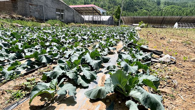 在场｜珍菌破题“一村一业”，淄博这个小山村是如何做到的？