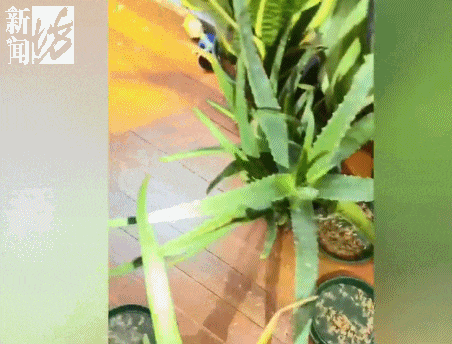 上海人注意！未来十几天随时可能爆发！
