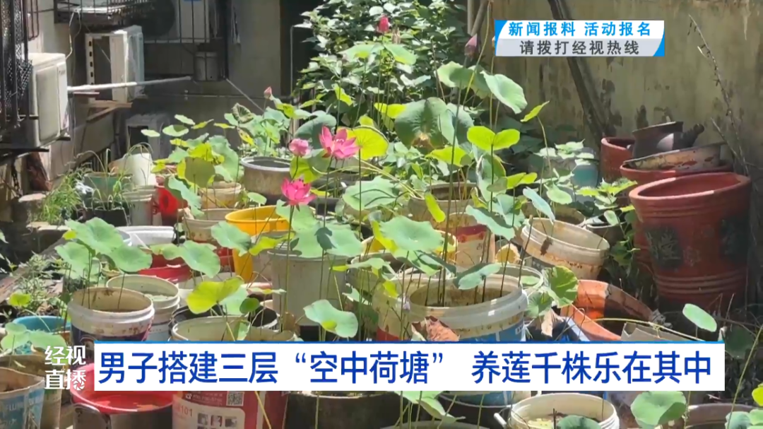 武汉男子打造三层空中荷塘，种植千株莲花