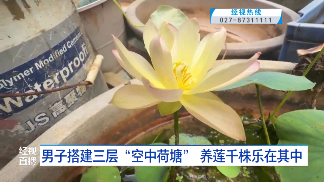 武汉男子打造三层空中荷塘，种植千株莲花