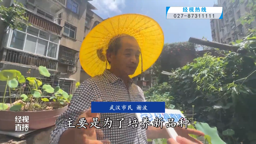 武汉男子打造三层空中荷塘，种植千株莲花