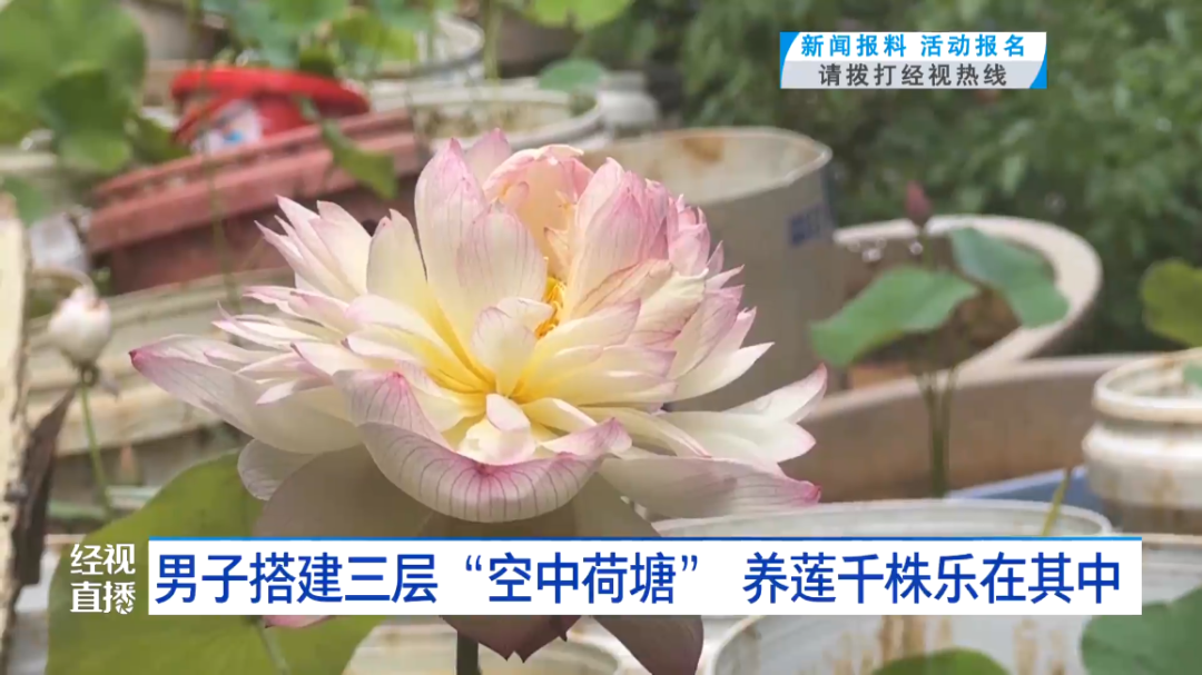 武汉男子打造三层空中荷塘，种植千株莲花