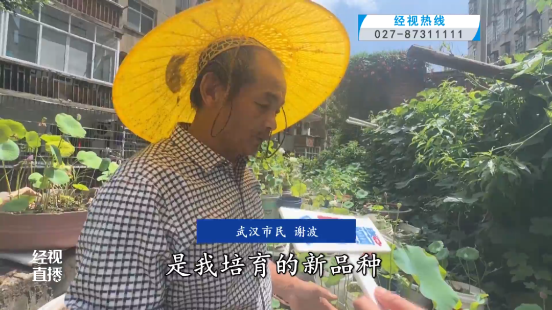 武汉男子打造三层空中荷塘，种植千株莲花