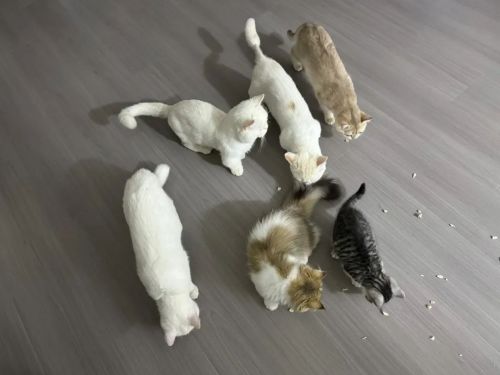 如何选择好的猫粮还要便宜的？推荐三款猫粮
